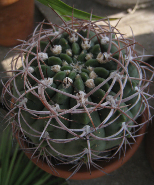 Gymnocalycium oenanthemum Seeds