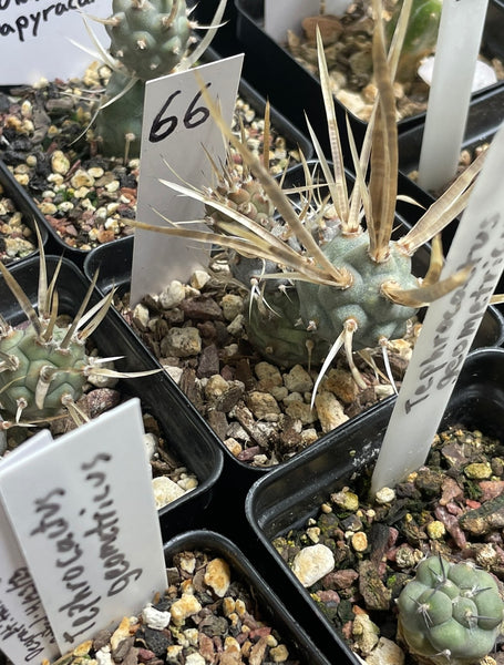 bonsai soil for cactus Premium Cacti, Succulent, and Bonsai Soil Mix 1.3 gallons – thegardenofset