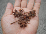 Illicium verum Seeds - Star anise