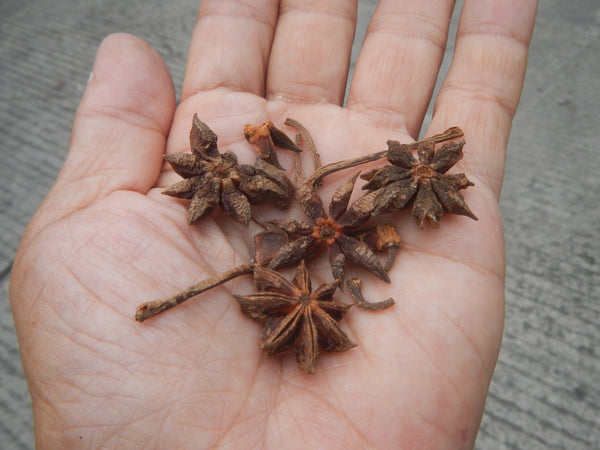 Illicium verum Seeds - Star anise