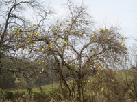 Maclura pomifera Seeds - Osage orange