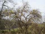 Maclura pomifera Seeds - Osage orange