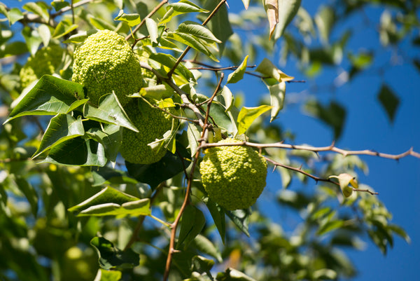 Maclura pomifera Seeds - Osage orange