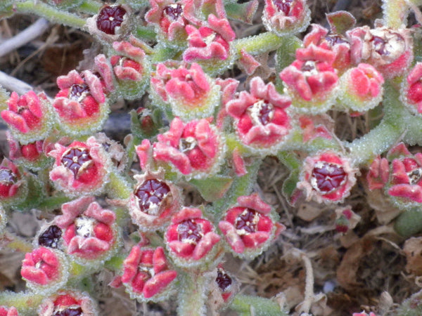 crystalline ice plant seeds Mesembryanthemum crystallinum Seeds