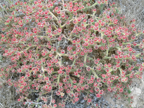 common ice plant seeds Mesembryanthemum crystallinum Seeds