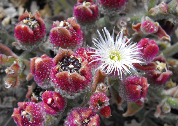 crystalline ice plant seeds Mesembryanthemum crystallinum Seeds