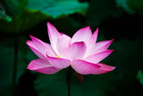 Nelumbo nucifera Seeds - Sacred Lotus