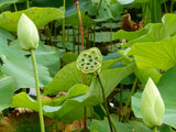 Nelumbo nucifera Seeds - Sacred Lotus