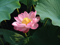 Nelumbo nucifera Seeds - Sacred Lotus