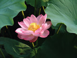 Nelumbo nucifera Seeds - Sacred Lotus