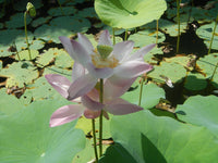 Nelumbo nucifera Seeds - Sacred Lotus