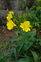 Oenothera biennis Seeds - Common Evening Primrose