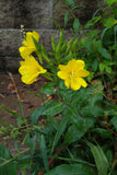 Oenothera biennis Seeds - Common Evening Primrose