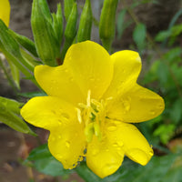 Oenothera biennis Seeds - Common Evening Primrose