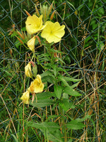 Oenothera biennis Seeds - Common Evening Primrose