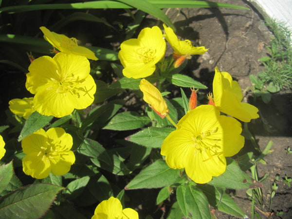 Oenothera biennis Seeds - Common Evening Primrose