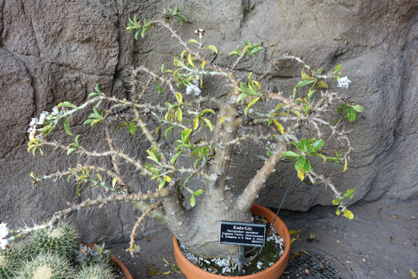 Pachypodium saundersii 25 Seeds - Kudu Lily