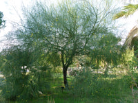 Parkinsonia aculeata 25 Seeds - Palo Verde