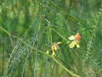 Parkinsonia aculeata 25 Seeds - Palo Verde