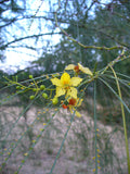 Parkinsonia aculeata 25 Seeds - Palo Verde