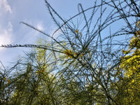 Parkinsonia aculeata 25 Seeds - Palo Verde