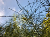 Parkinsonia aculeata 25 Seeds - Palo Verde