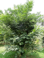Phellodendron chinense Seeds - Chinese Cork Tree