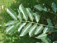 Phellodendron chinense Seeds - Chinese Cork Tree