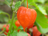 Physalis alkekengi Seeds - Chinese Lantern