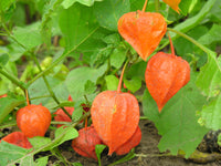 Physalis alkekengi Seeds - Chinese Lantern