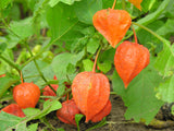 Physalis alkekengi Seeds - Chinese Lantern