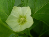 Physalis alkekengi Seeds - Chinese Lantern
