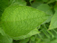 Physalis alkekengi Seeds - Chinese Lantern