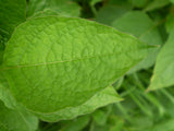 Physalis alkekengi Seeds - Chinese Lantern