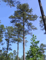 Pinus taeda Seeds - Loblolly Pine