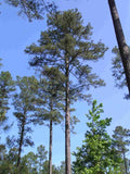 Pinus taeda Seeds - Loblolly Pine
