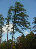 Pinus taeda Seeds - Loblolly Pine