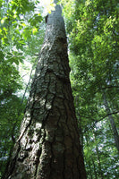 Pinus taeda Seeds - Loblolly Pine