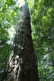 Pinus taeda Seeds - Loblolly Pine