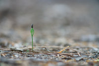 Pinus taeda Seeds - Loblolly Pine