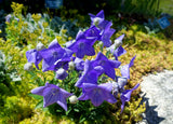 Platycodon grandiflorus Seeds - Balloon Flower