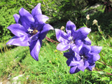 Platycodon grandiflorus Seeds - Balloon Flower
