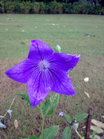 Platycodon grandiflorus Seeds - Balloon Flower