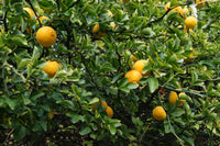 Poncirus trifoliata Seeds - Trifoliate Orange