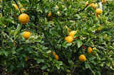 Poncirus trifoliata Seeds - Trifoliate Orange