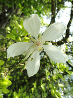 Poncirus trifoliata Seeds - Trifoliate Orange