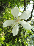 Poncirus trifoliata Seeds - Trifoliate Orange
