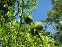 Poncirus trifoliata Seeds - Trifoliate Orange