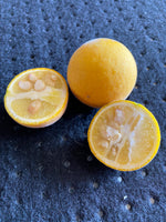 Poncirus trifoliata Seeds - Trifoliate Orange