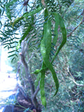 Prosopis glandulosa Seeds - Honey Mesquite